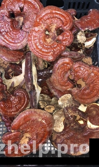 Фотография 1: Экзотические грибы от производителя