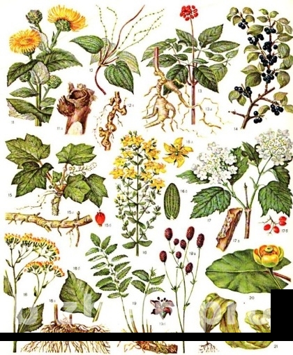Фотография 3: Лекарственные травы, корни, плоды